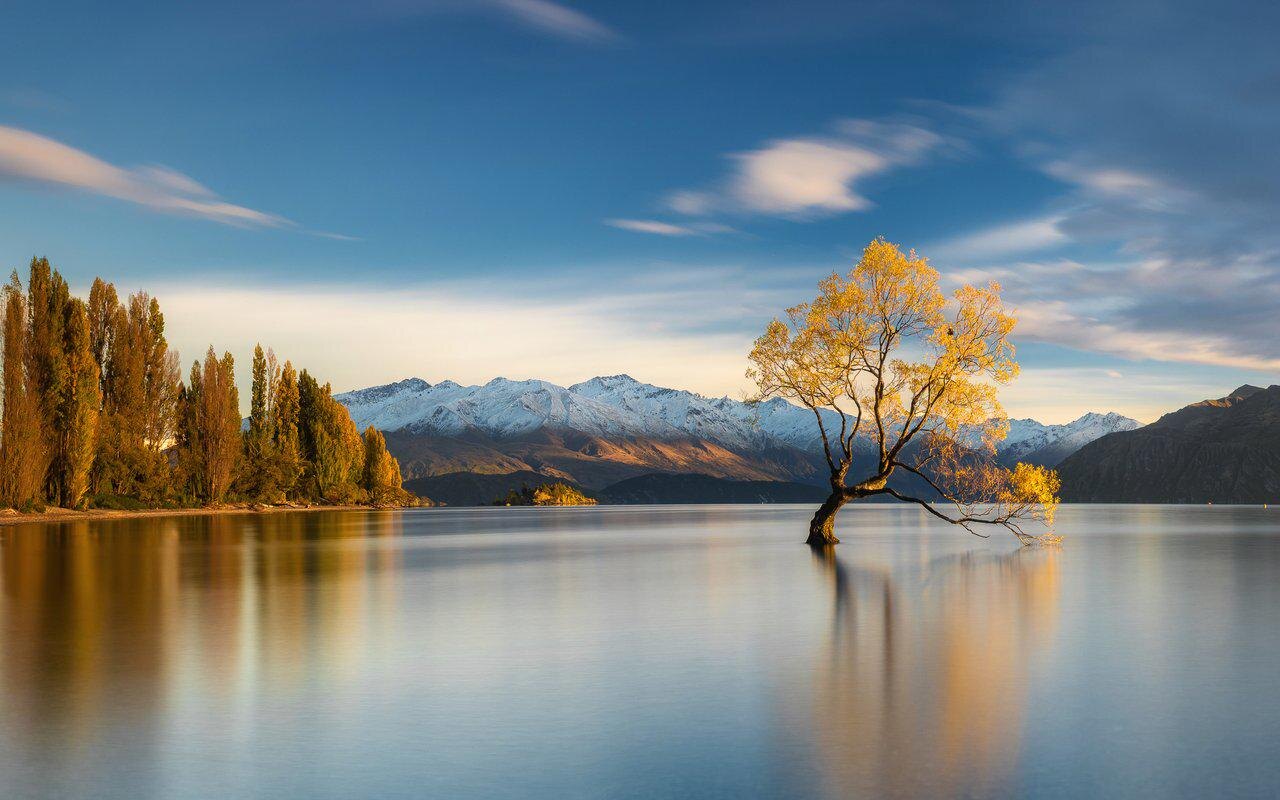 L'arbre de Wanaka, seul dans le lac, devant les peupliers dorés d'automne et les montagnes enneigées de Nouvelle-Zélande